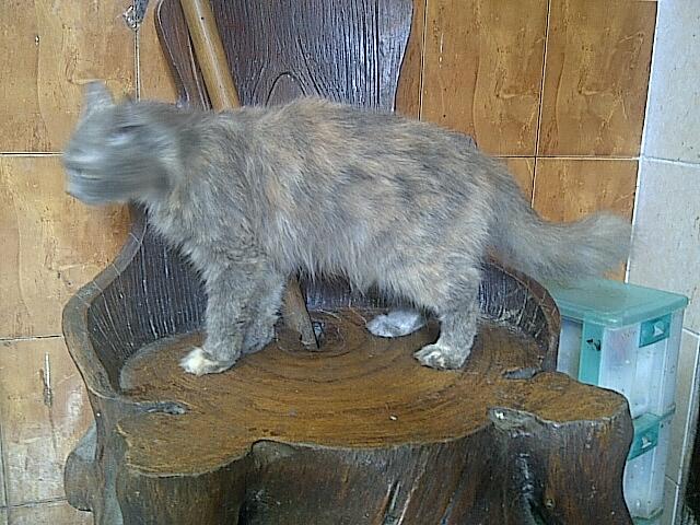 WTS KUCING PERSIA BETINA MURAH
