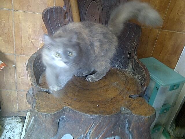 WTS KUCING PERSIA BETINA MURAH