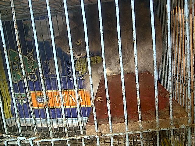 WTS KUCING PERSIA BETINA MURAH