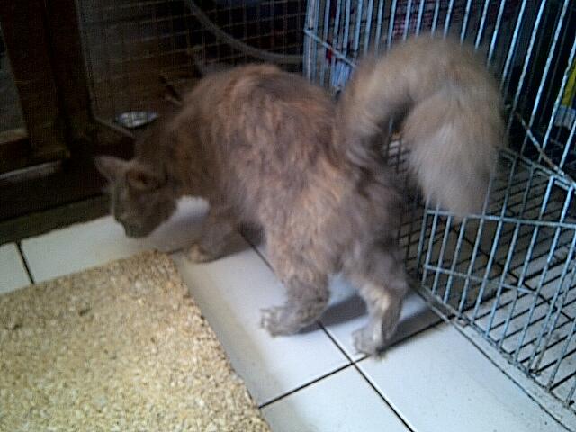 WTS KUCING PERSIA BETINA MURAH
