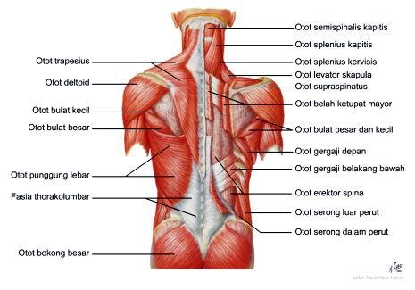 Manfaat tidur tanpa bantal