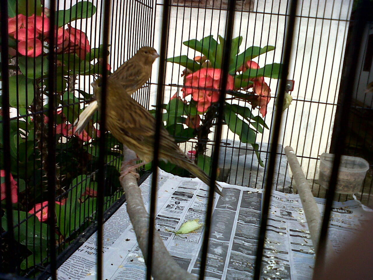 Kenari AF Super josh Jogja
