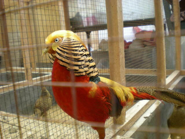 PENGGEMAR PHEASANT (GOLDEN SILVER LADY RINGNECK ) KUMPUL YUK