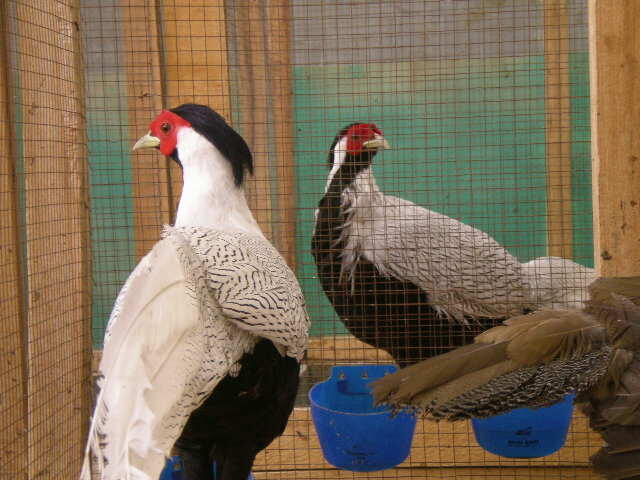 Ayam&quot; tercantik di dunia (pheasant)