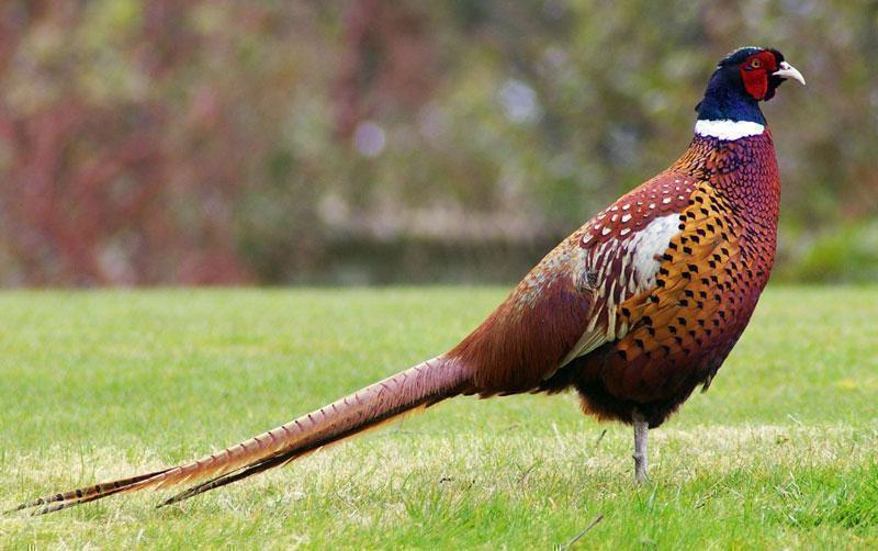 Ayam&quot; tercantik di dunia (pheasant)