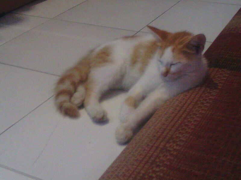 Kucing Anggora Medium