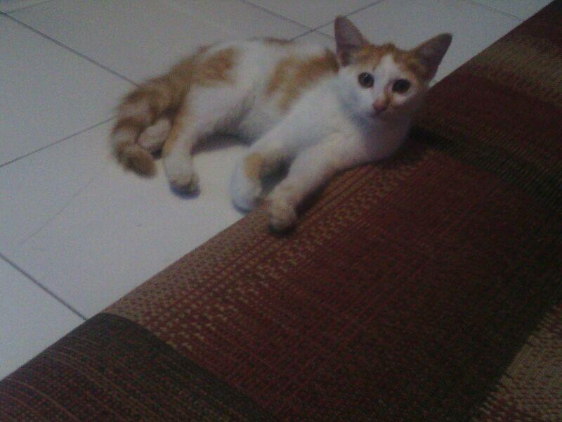 Kucing Anggora Medium