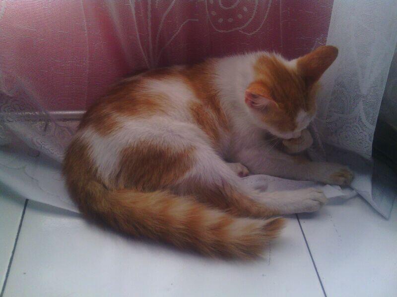 Kucing Anggora Medium
