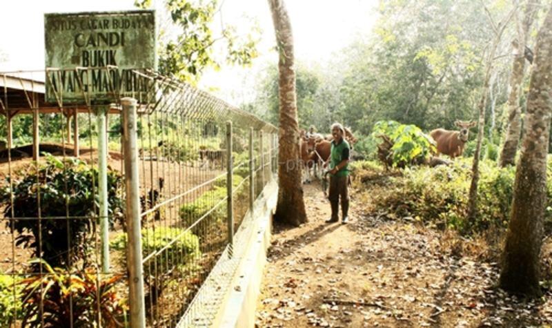 Candi Tidak hanya di Jawa/Bali. Sumatera juga ada. masupp gan nambah ilmu.