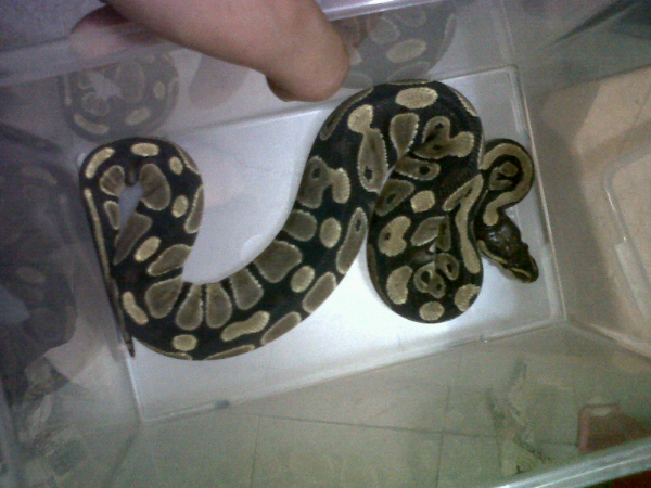 bp female normal dri baby ampe adult