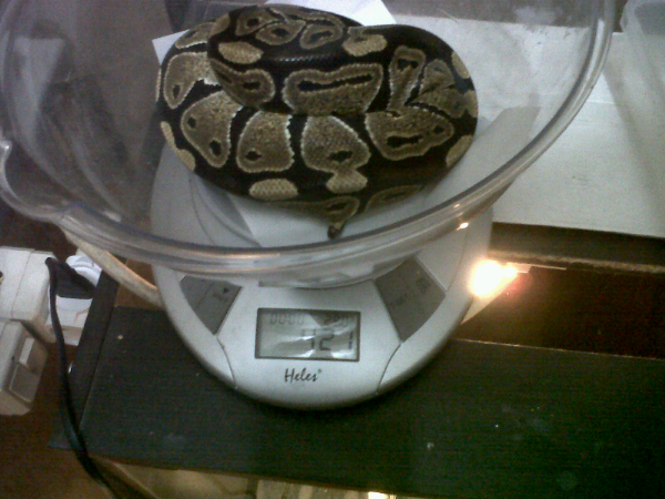 bp female normal dri baby ampe adult