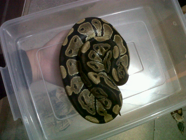 bp female normal dri baby ampe adult