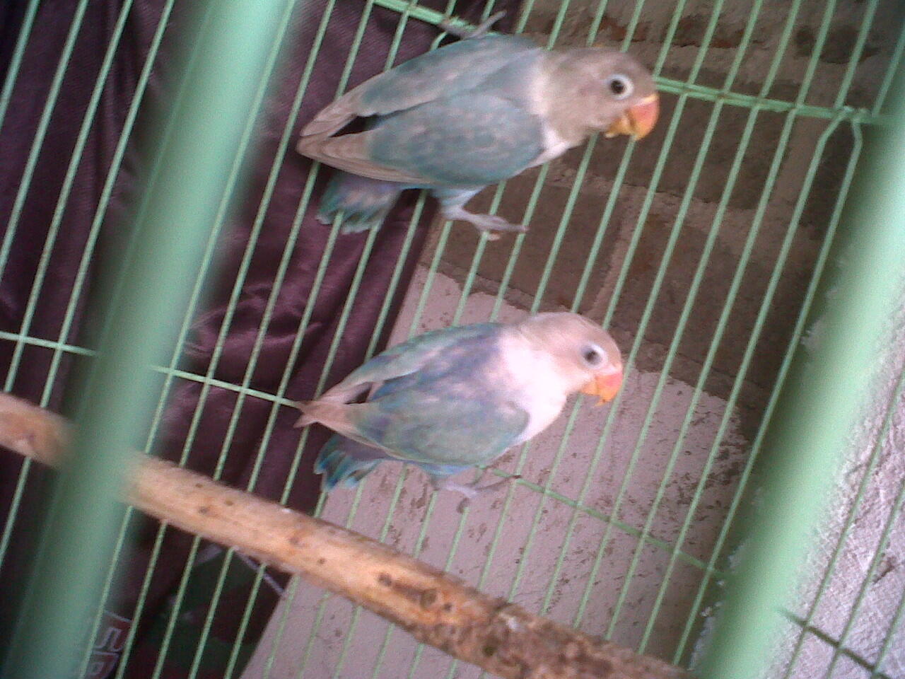 lovebird ,depok