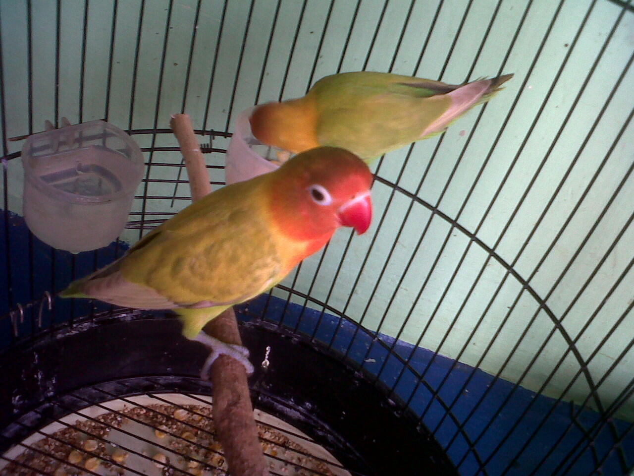 lovebird ,depok
