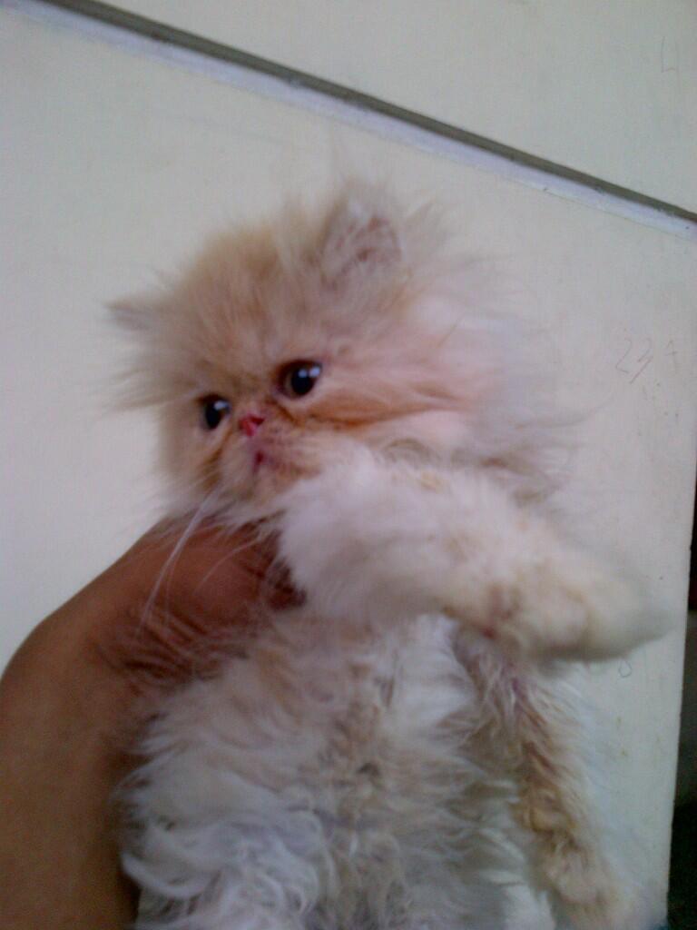 KUCING KITTEN PEAKNOSE EXTREEME MALE