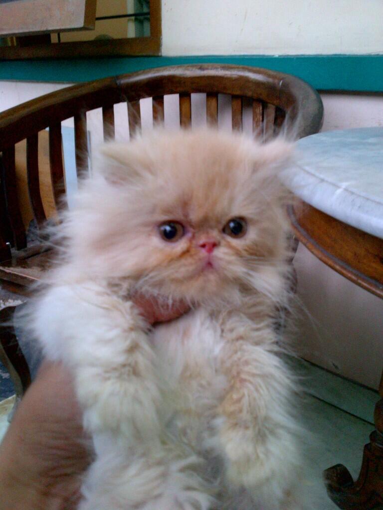 KUCING KITTEN PEAKNOSE EXTREEME MALE