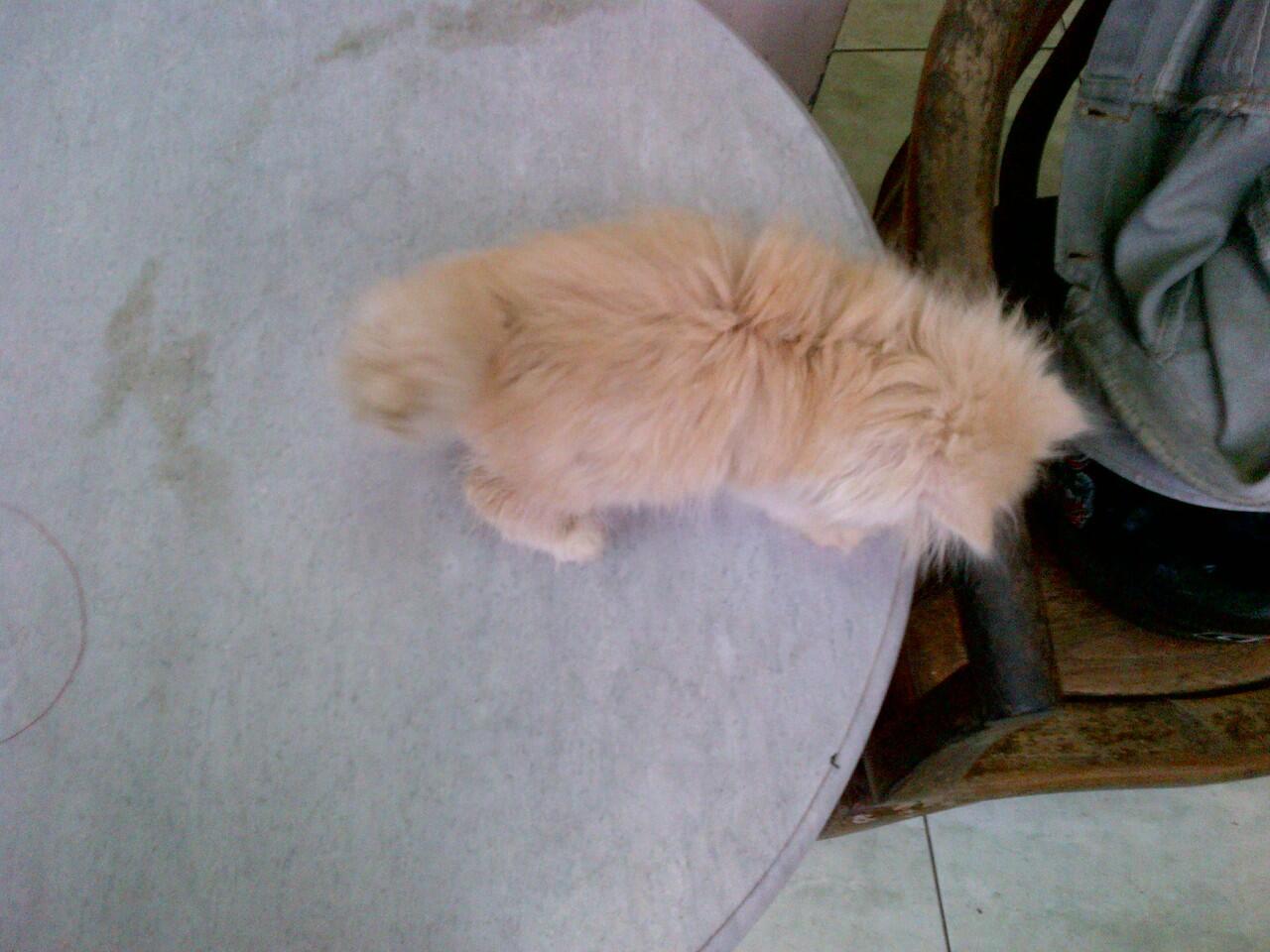 KUCING KITTEN PEAKNOSE EXTREEME MALE