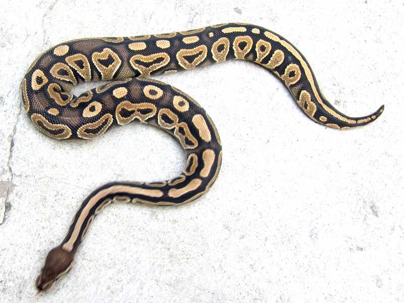 WTS ball python morph betina