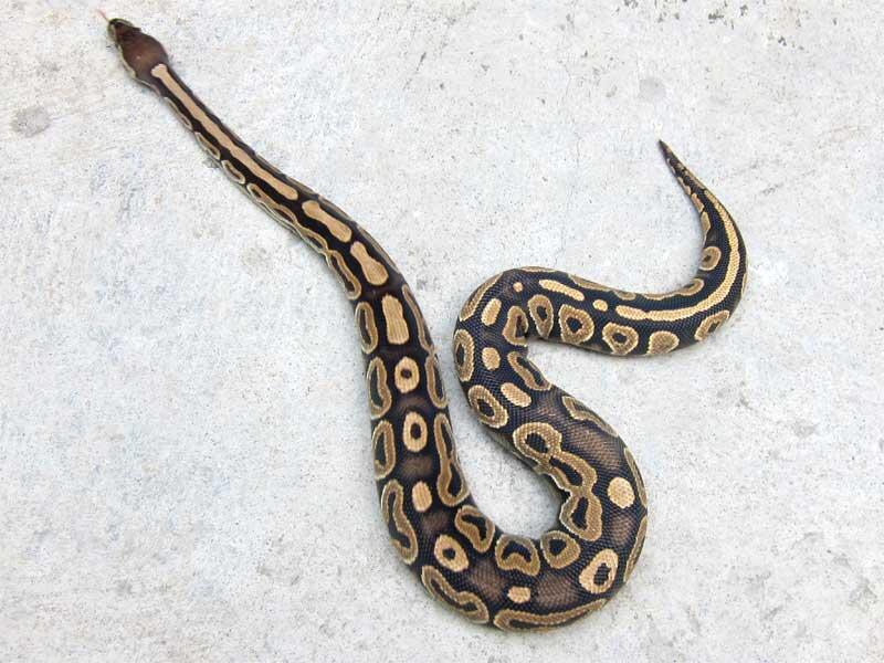 WTS ball python morph betina