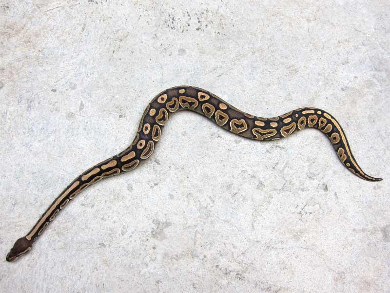 WTS ball python morph betina