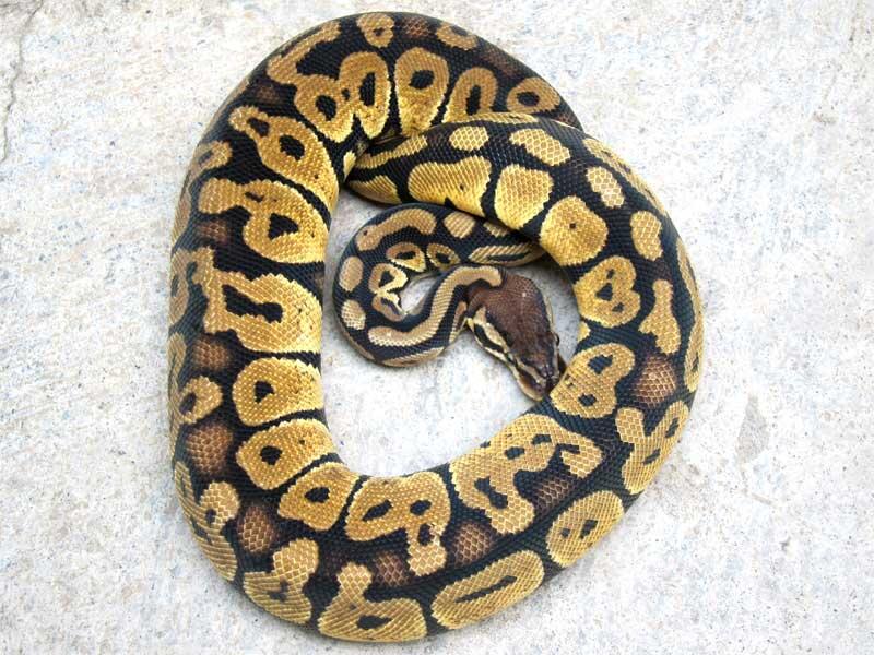 WTS ball python morph betina