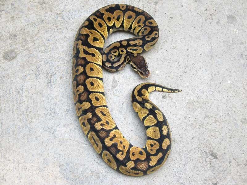 WTS ball python morph betina
