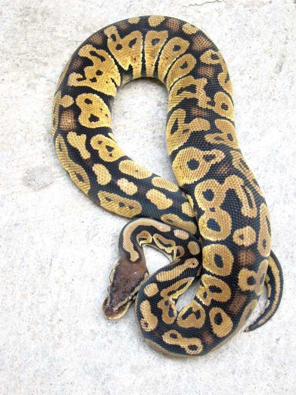 WTS ball python morph betina