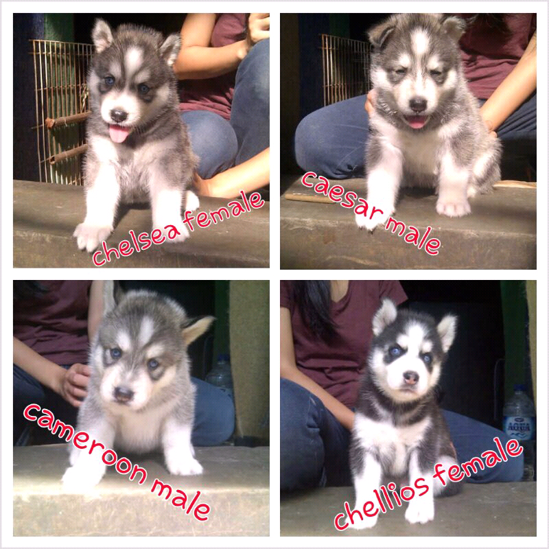 fot sale husky puppies..