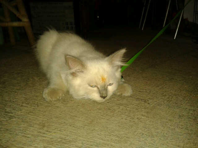 JUAL KUCING DI DAERAH TANGERANG (BU)