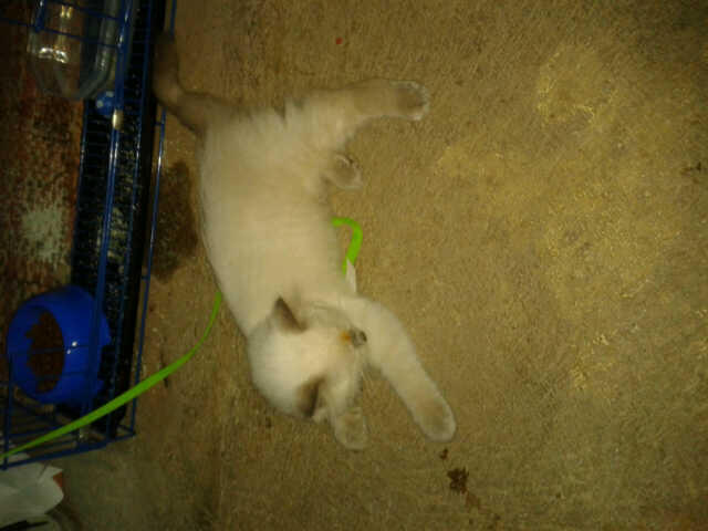 JUAL KUCING DI DAERAH TANGERANG (BU)