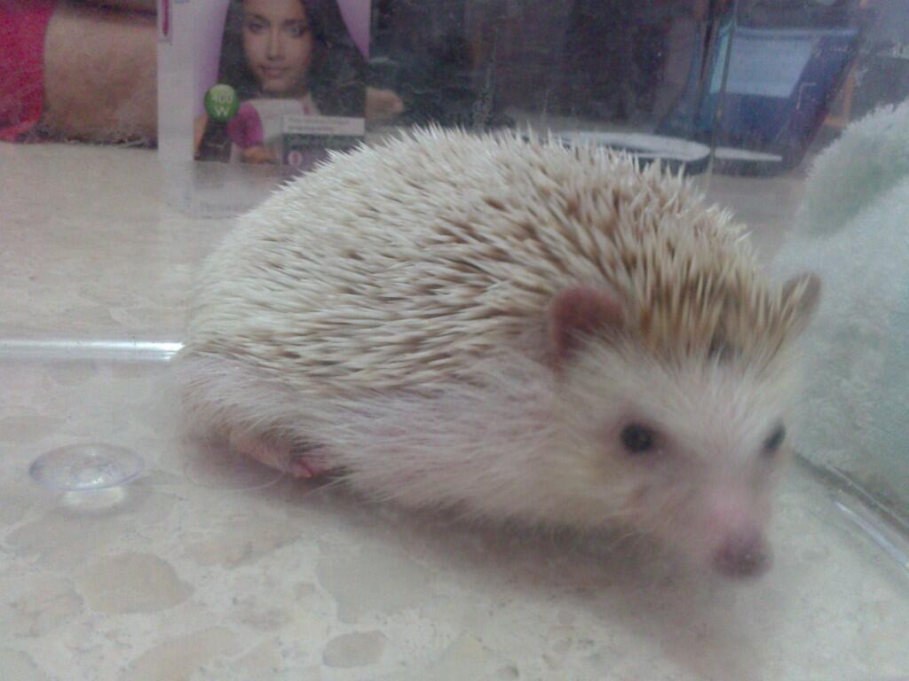 landak mini indukan betina brown pinto