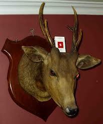 menyingkap manusia kepala rusa, miris gannn sekarang dipenjara