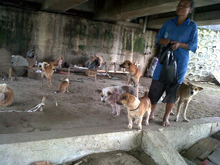 Gelandangan dan Belasan anjingnya di Banjir Kanal Semarang (Dog,Animal Lovers masuk!)