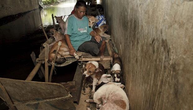 Gelandangan dan Belasan anjingnya di Banjir Kanal Semarang (Dog,Animal Lovers masuk!)