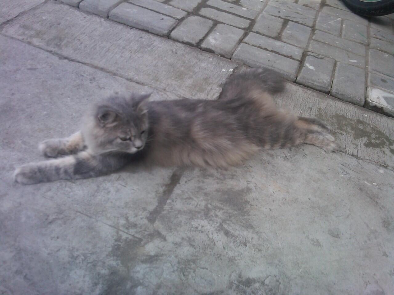 kucing pejantan persia anggora proven,,mampir gan!!