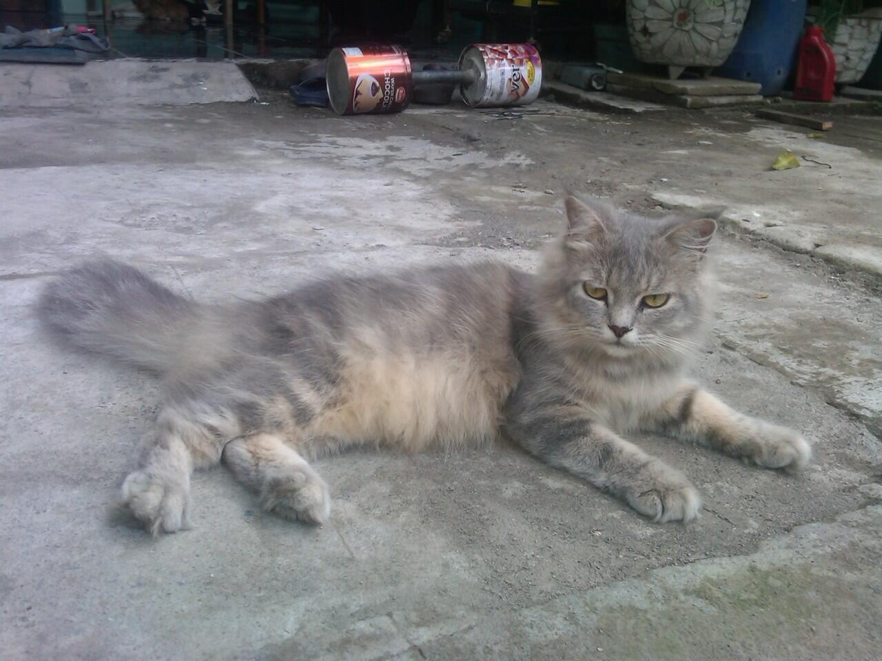 kucing pejantan persia anggora proven,,mampir gan!!