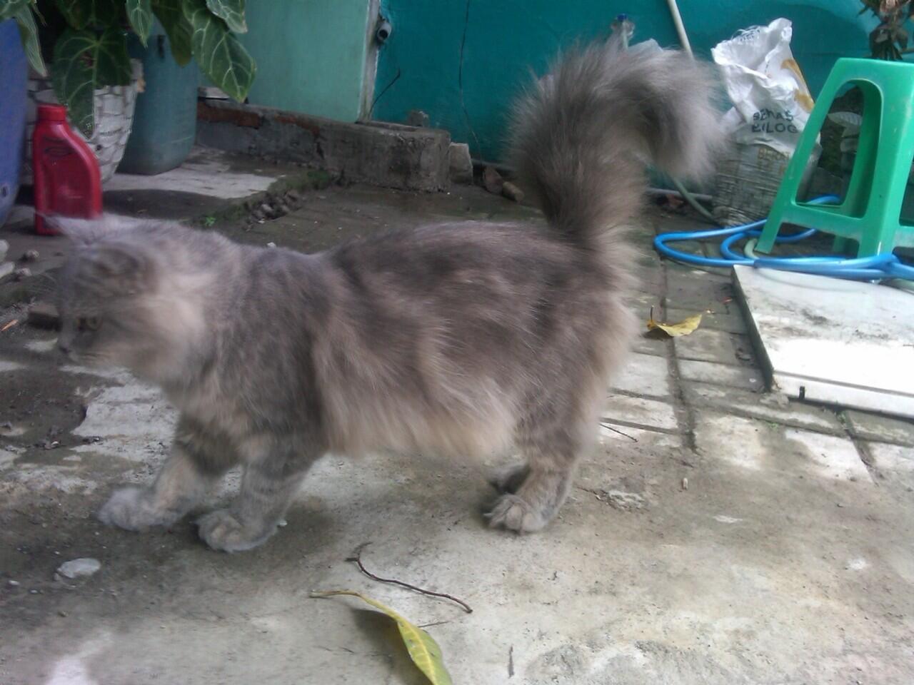 kucing pejantan persia anggora proven,,mampir gan!!