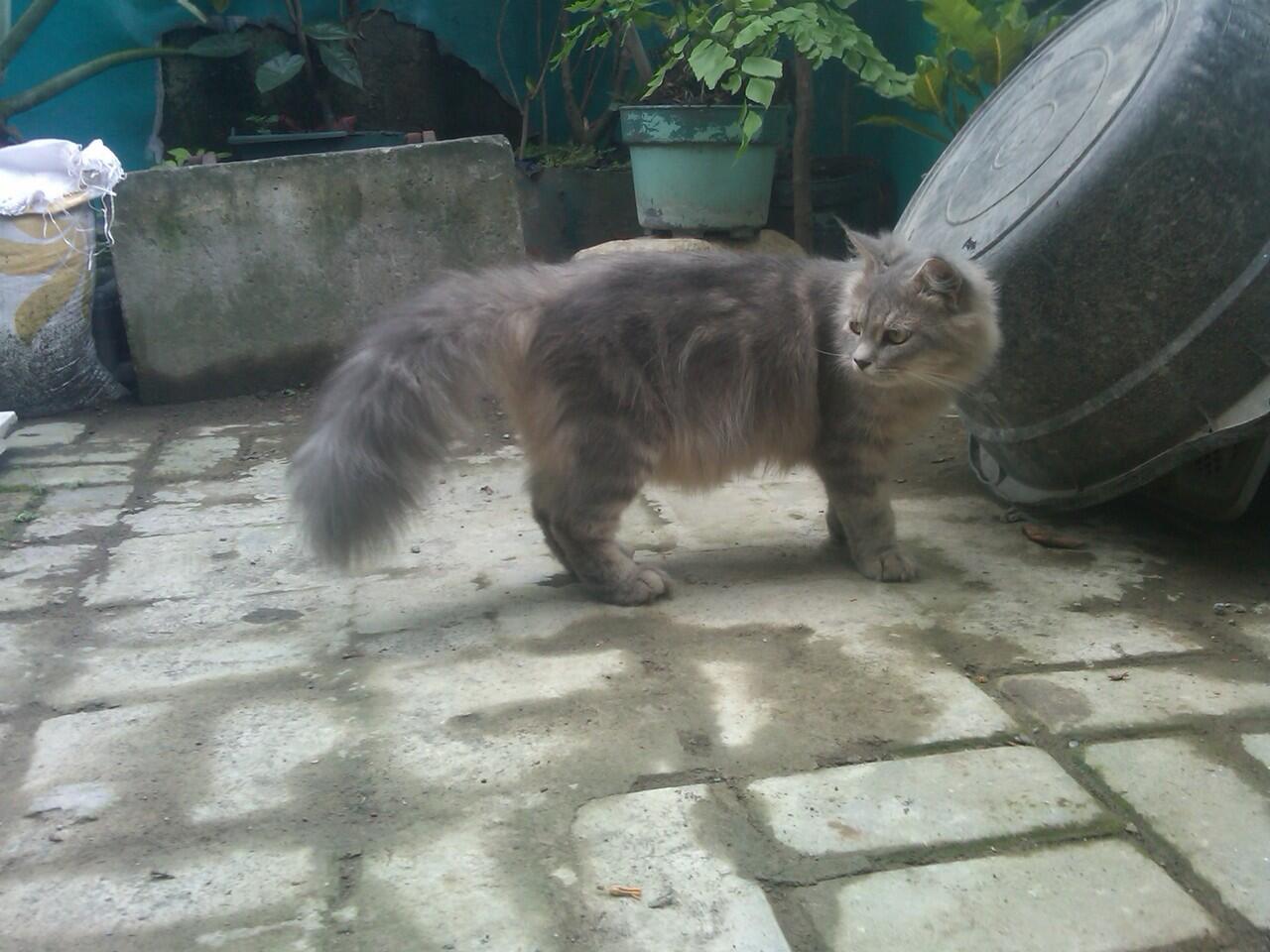 kucing pejantan persia anggora proven,,mampir gan!!