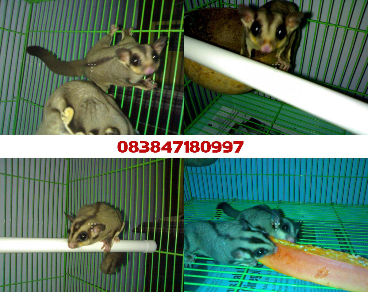 jual sugar glider (350000)