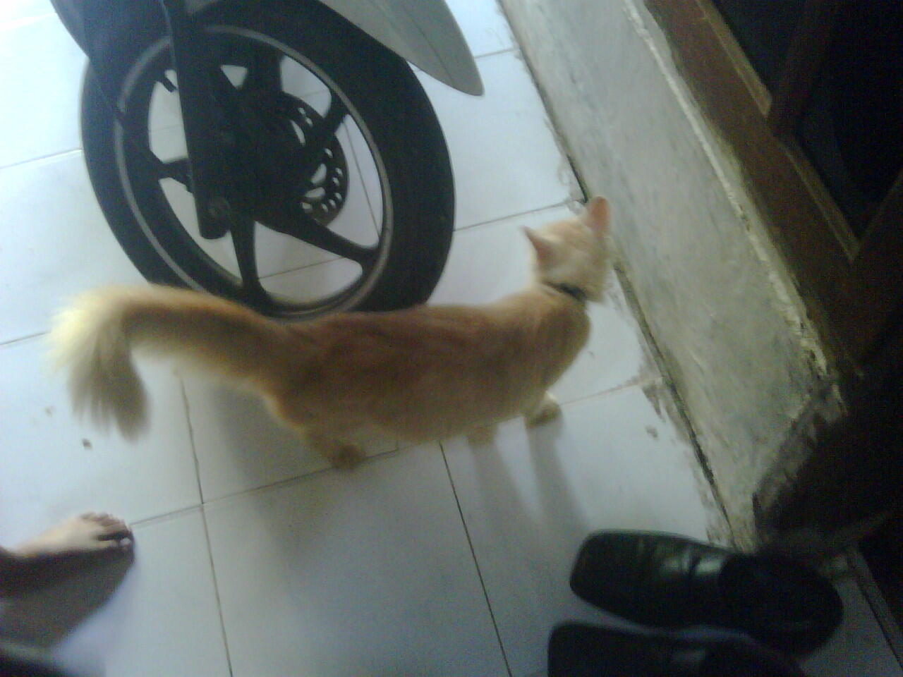 Kucing Anggora jantan dan betina murah 500.000 Surabaya