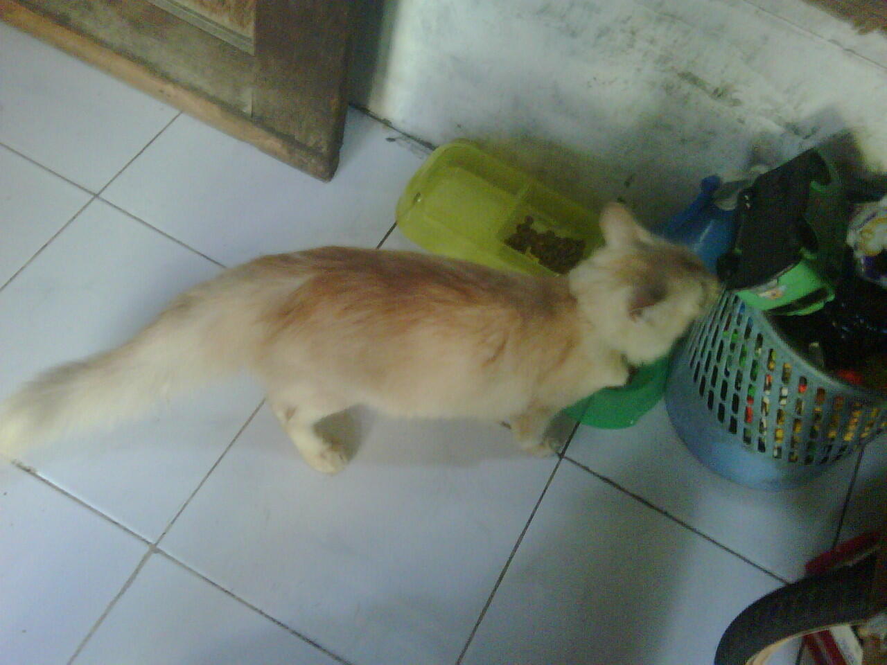 Kucing Anggora jantan dan betina murah 500.000 Surabaya