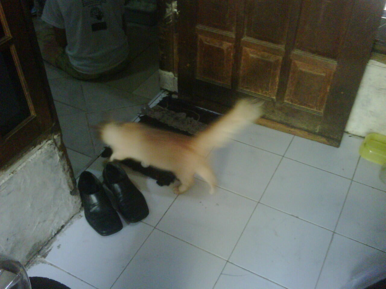 Kucing Anggora jantan dan betina murah 500.000 Surabaya