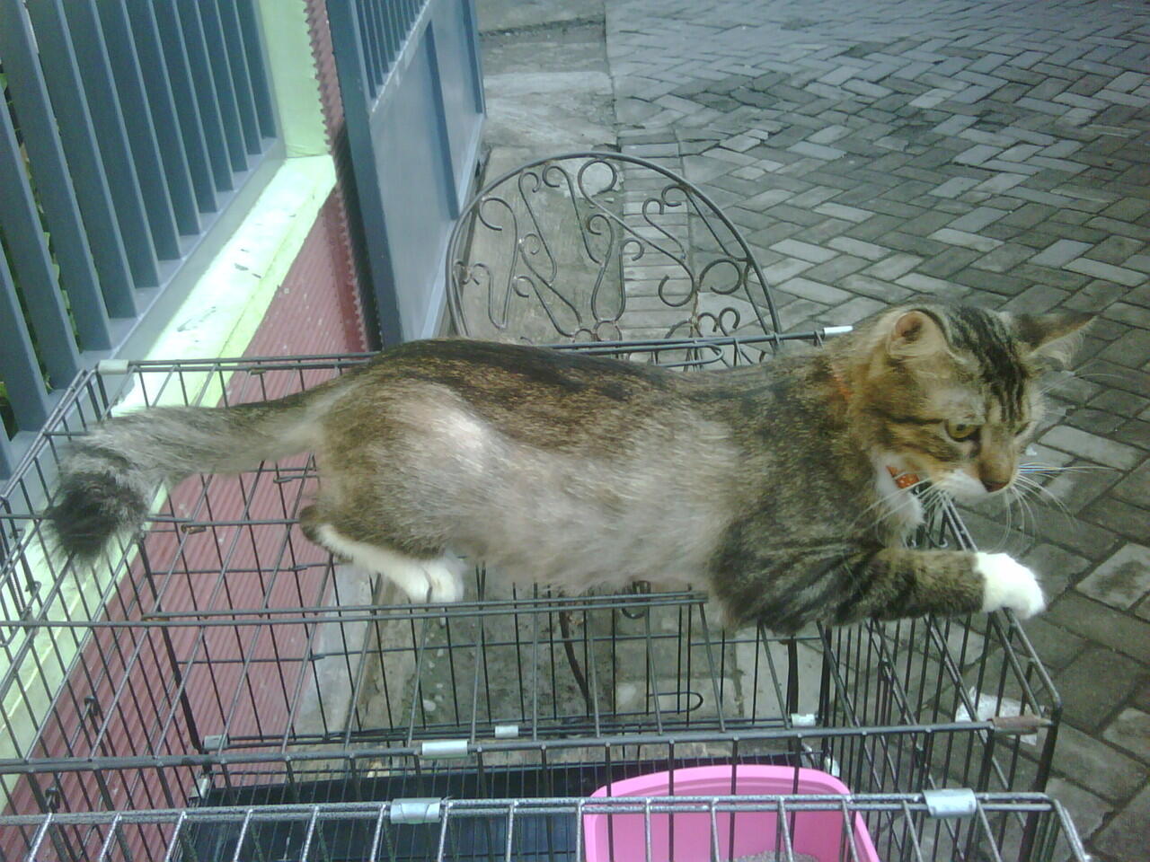 Kucing Anggora jantan dan betina murah 500.000 Surabaya