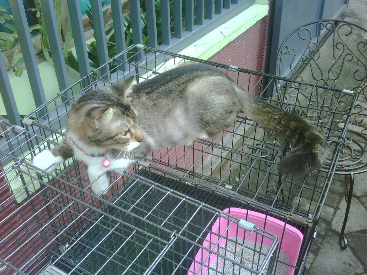 Kucing Anggora jantan dan betina murah 500.000 Surabaya