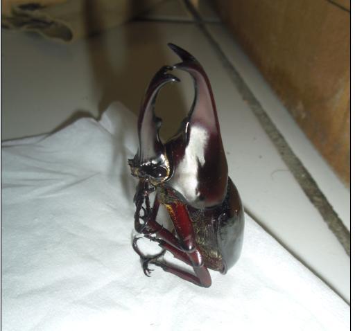 Anjing Tanah Serangga Bertangan Sekop Kaskus