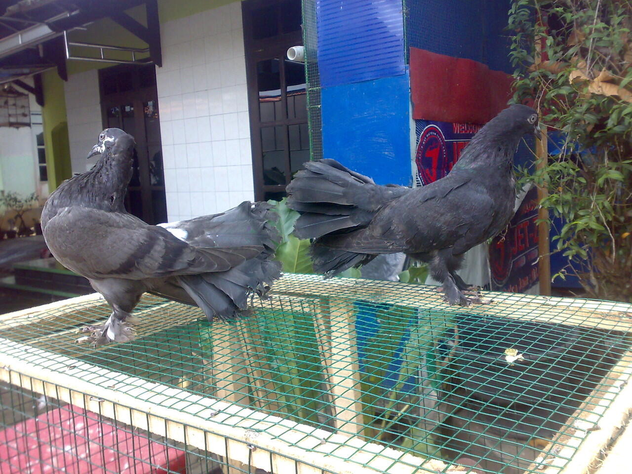 Burung Dara Merpati Hias Kipas Persi Fantail - Anakan