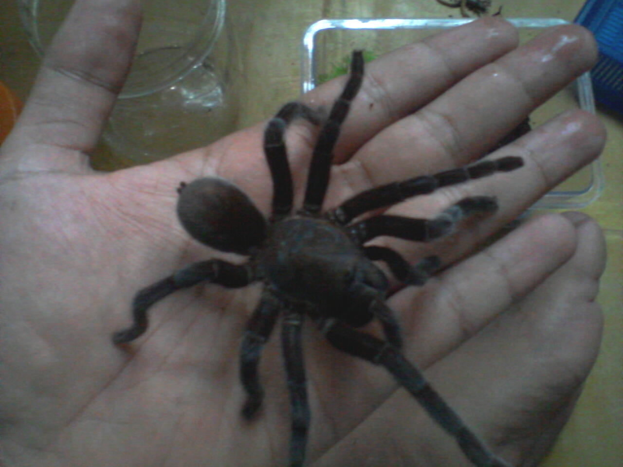 selenocosmia javanensis + asian forest scorpions
