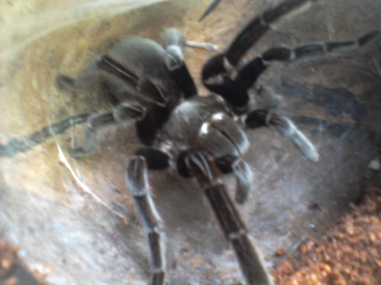 selenocosmia javanensis + asian forest scorpions
