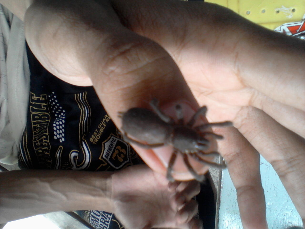 selenocosmia javanensis + asian forest scorpions