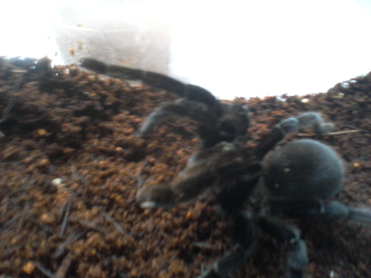 selenocosmia javanensis + asian forest scorpions